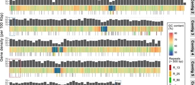 Genomic adaptation of the picoeukaryote Pelagomonas calceolata to iron-poor oceans revealed by a chromosome-scale genome sequence